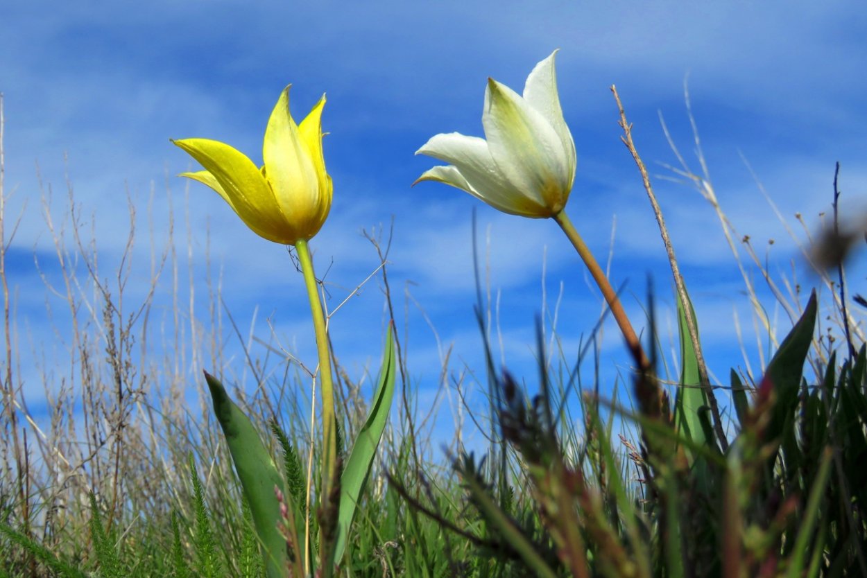 Тюльпаны Шренка Оренбург