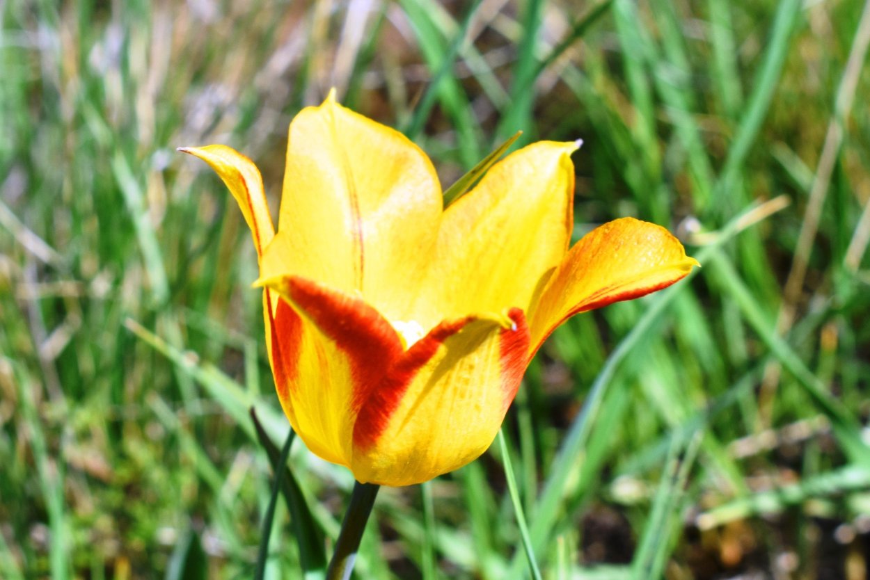 Тюльпан Шренка в Оренбургской