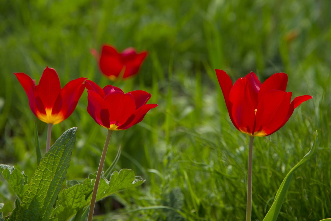 Тюльпан Шренка Оренбург заповедник