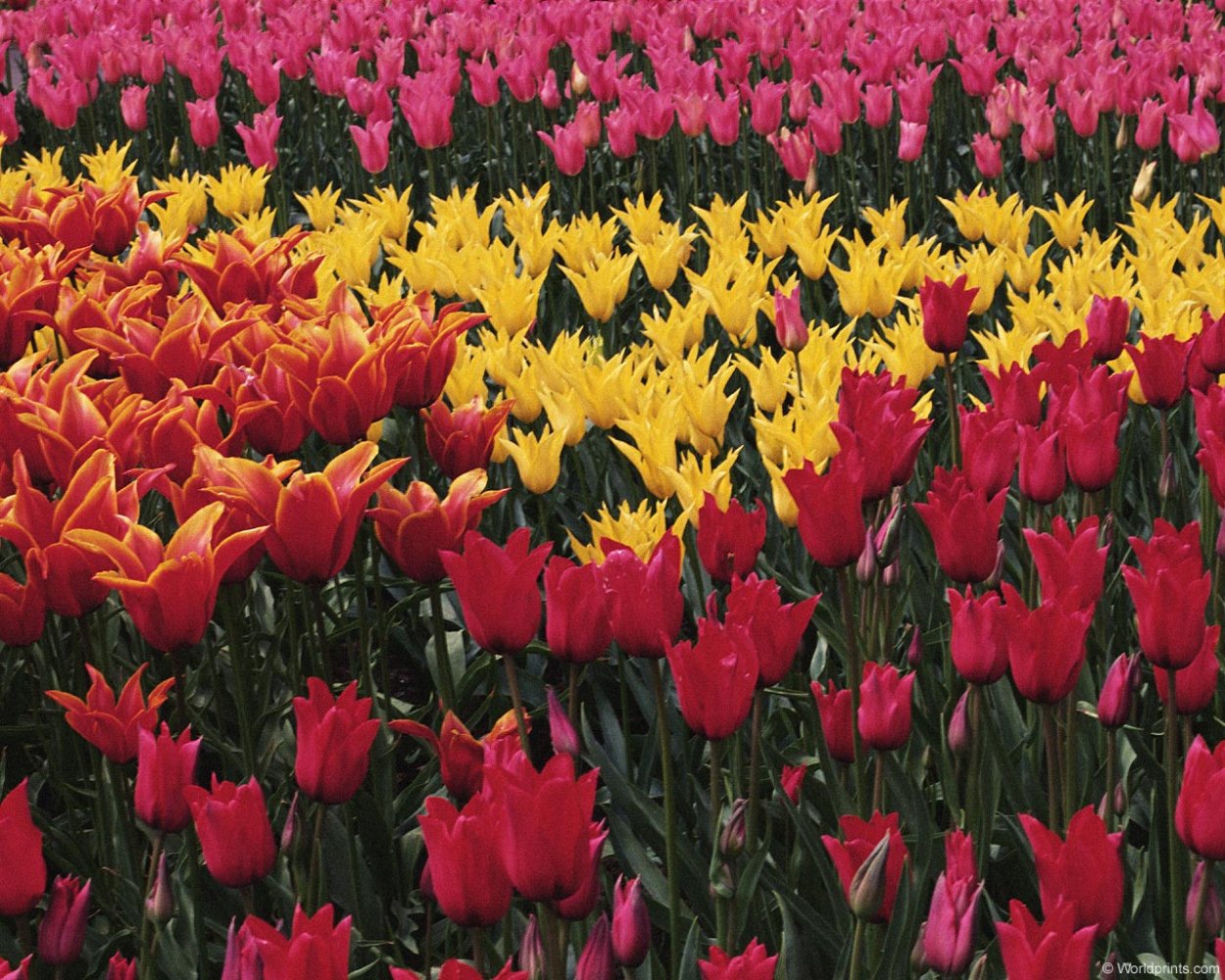 Тюльпан Шренка фото маленькое