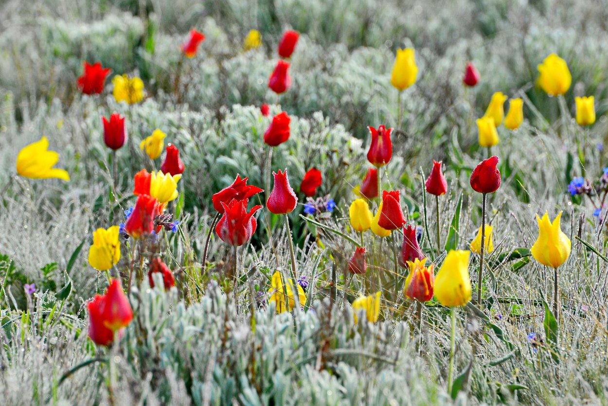 Тюльпан Геснера Шренка