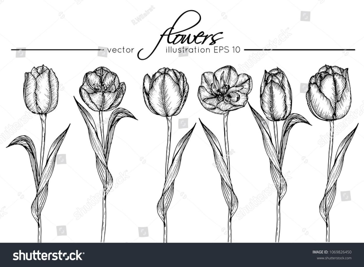 Графическое изображение тюльпана