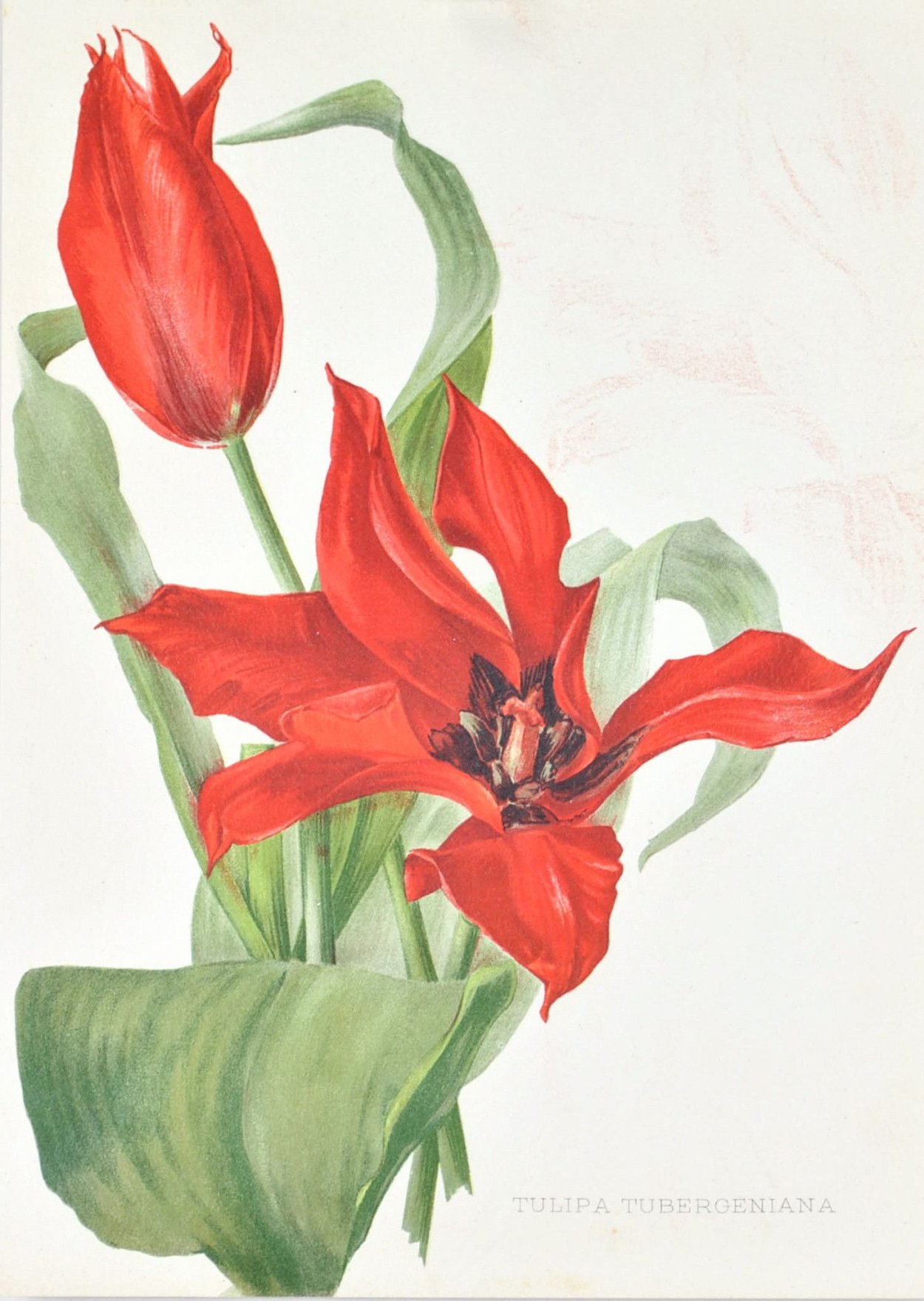 Тюльпаны Пьера Редута