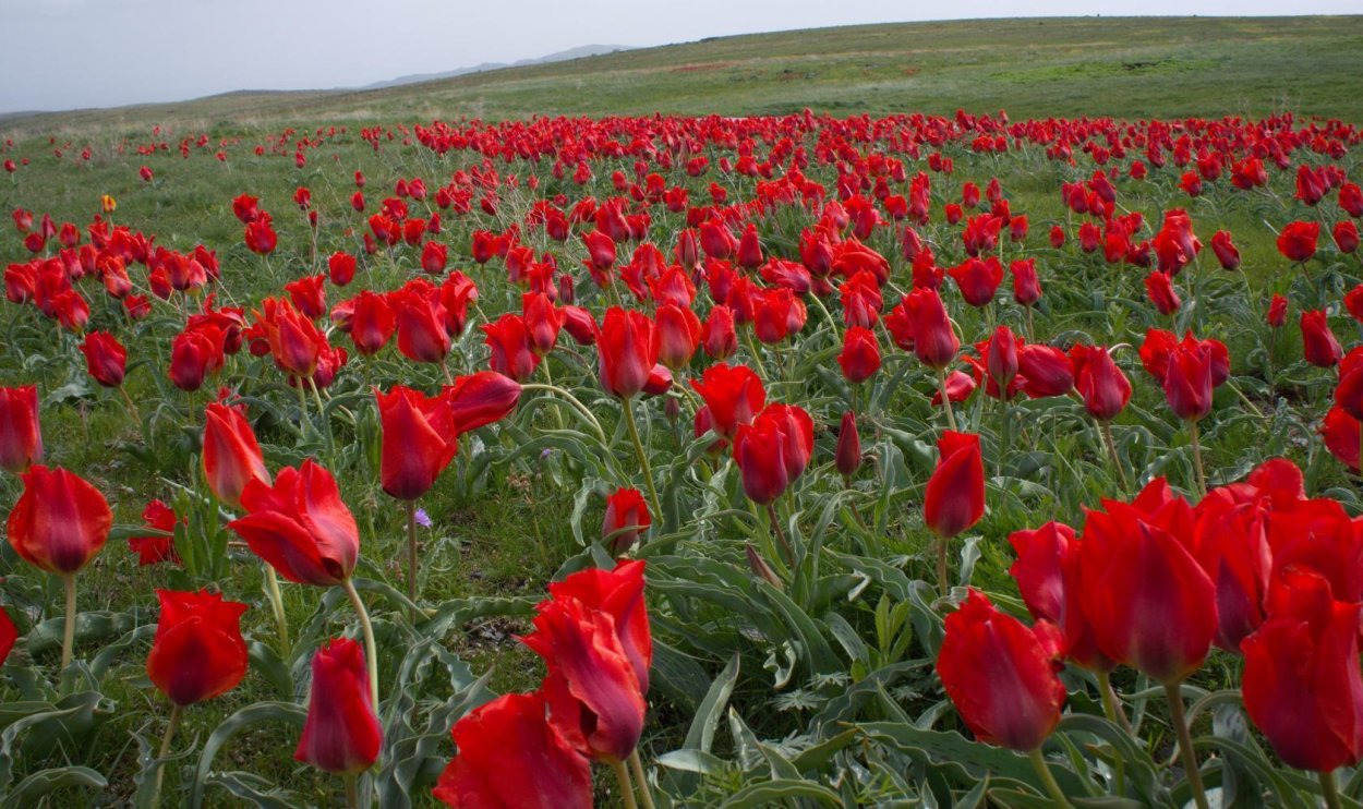 Степной тюльпан Лазорик