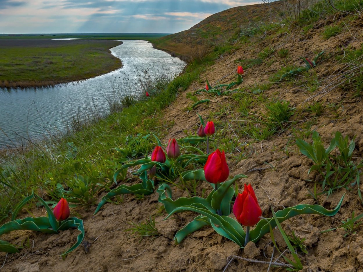 Маныч-Гудило тюльпаны