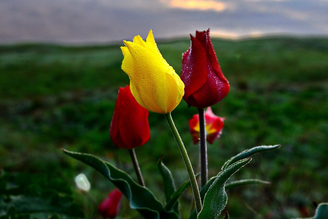 Крымский тюльпан Шренка