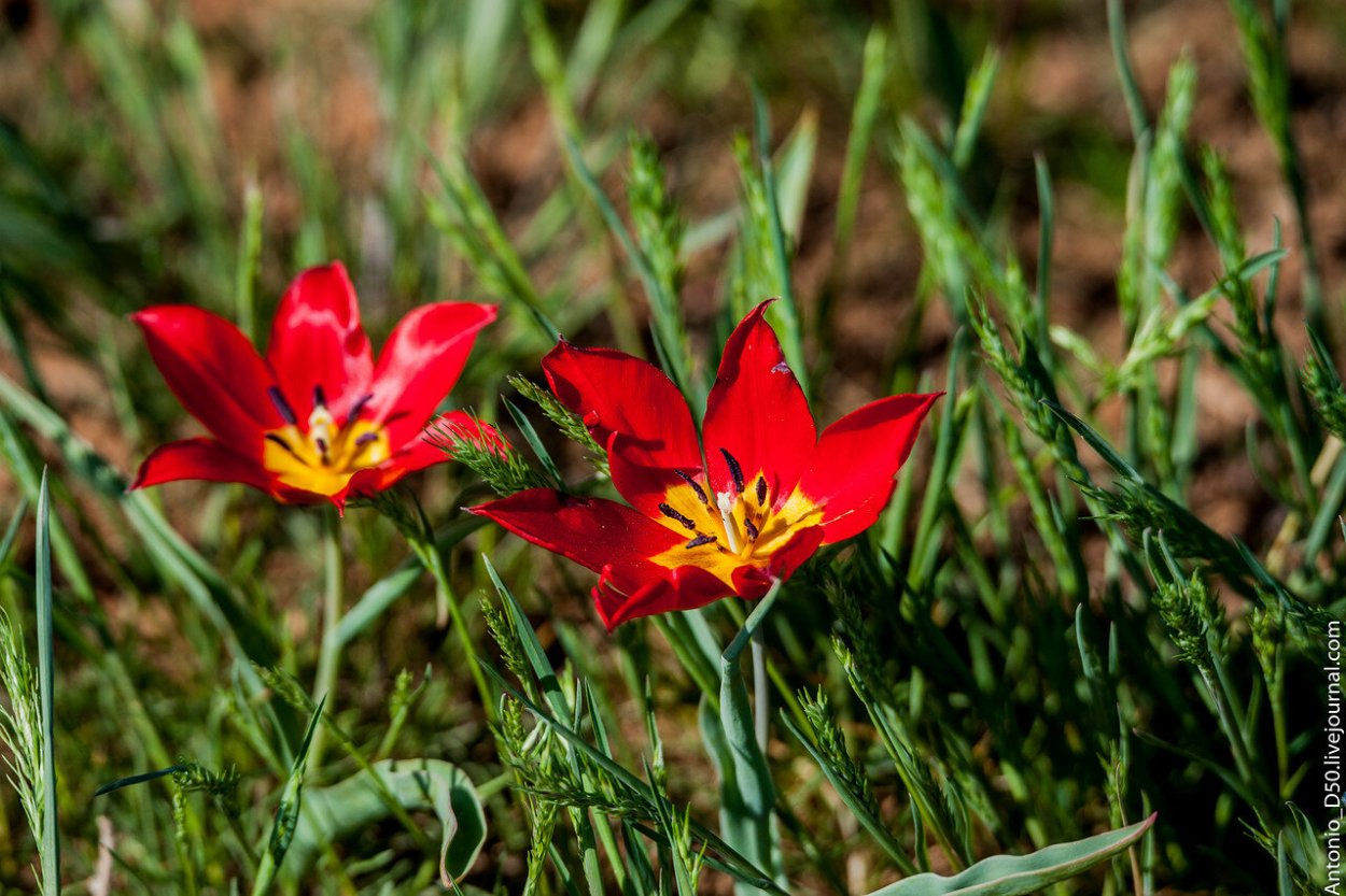 Тюльпаны Шренка Богдо