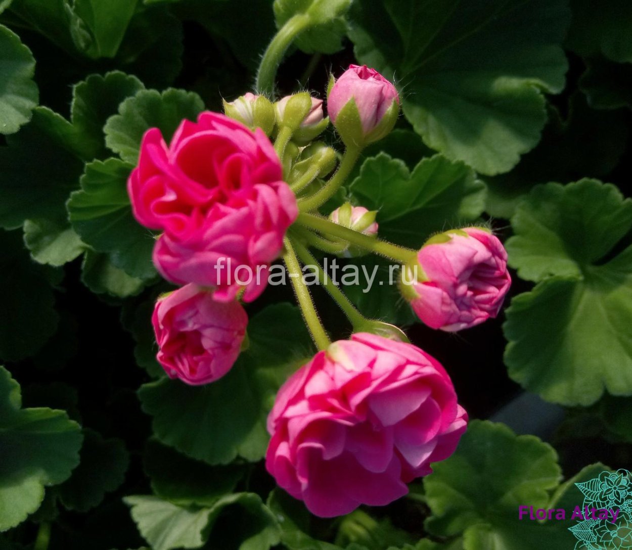 Пеларгония Сурвивор Розалинда