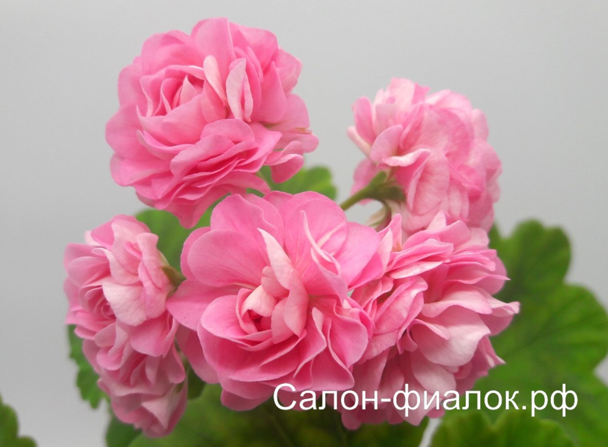 Пеларгония Filippa