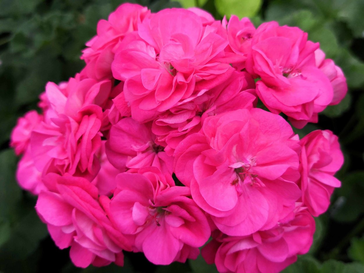 Герань Сурвивор Розалинда