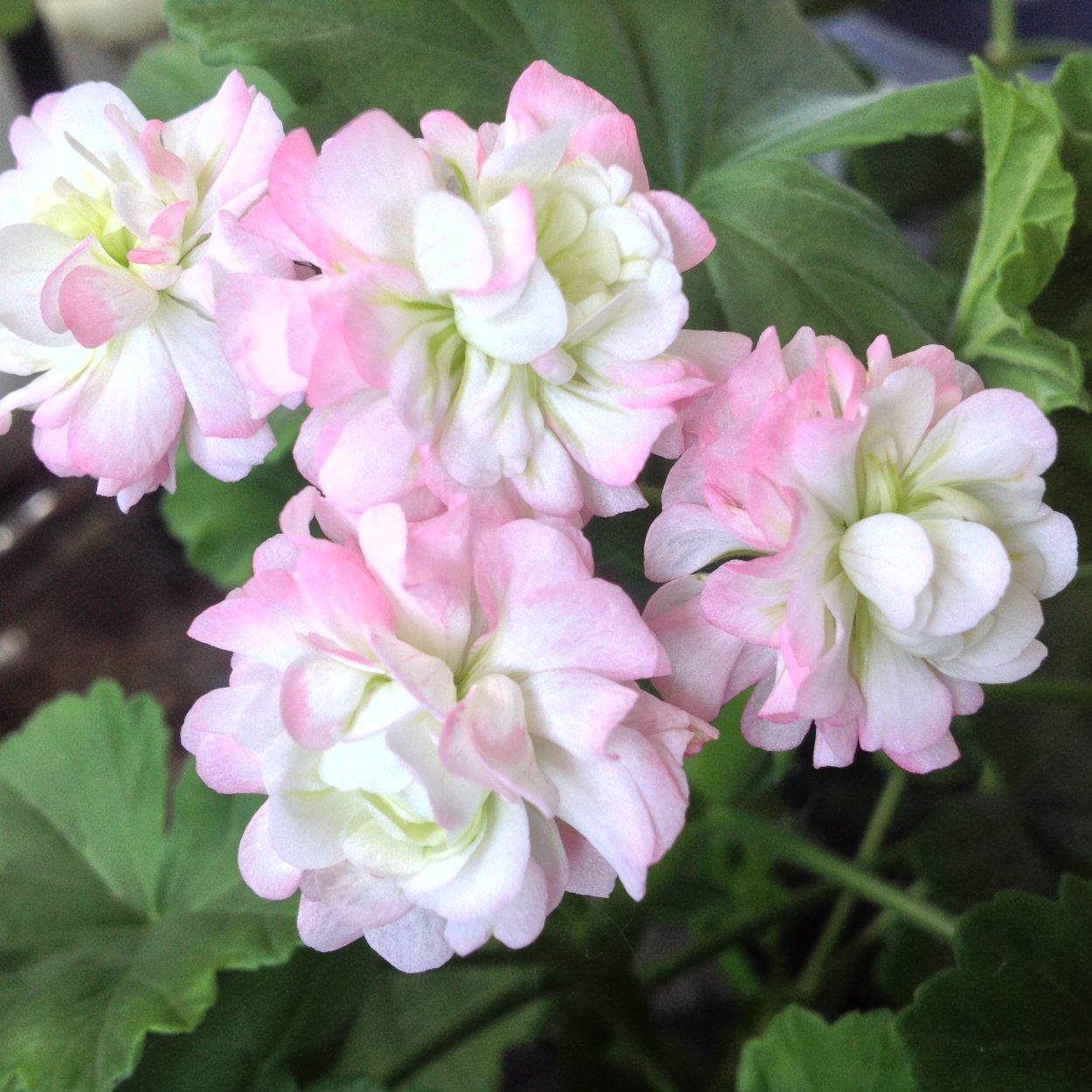 Cara Viola пеларгония