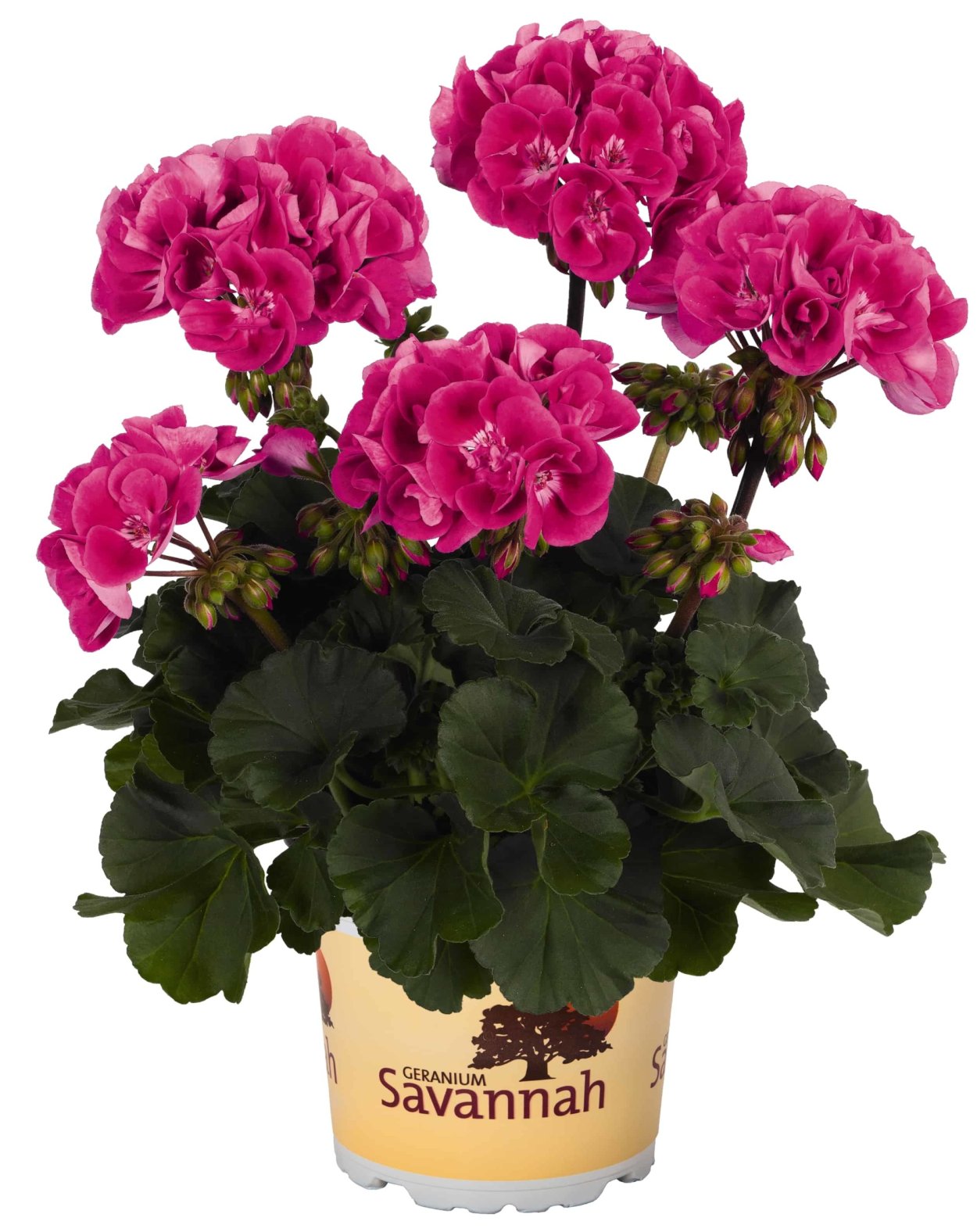 Пеларгония Savannah TEXMEX Merlot SIZZLE