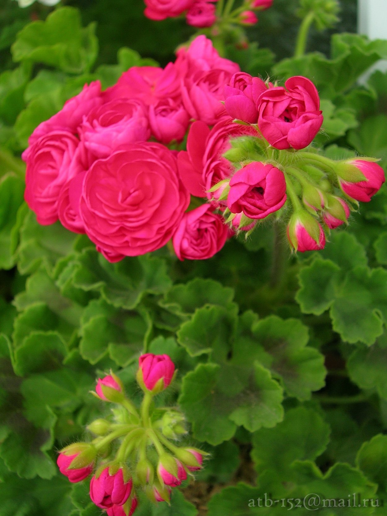 Королевская розебудная махровая пеларгония