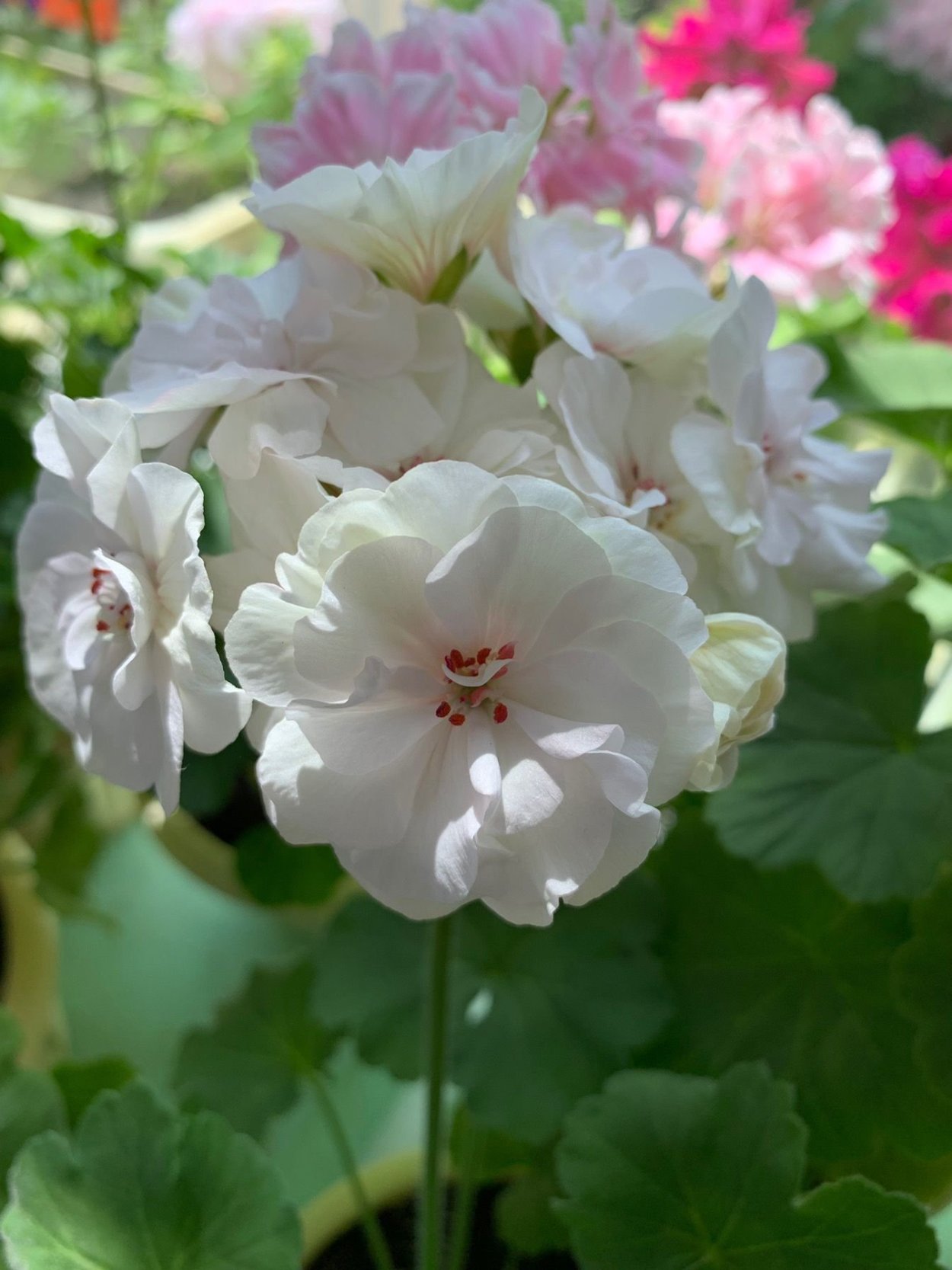 Пеларгония Madeleine