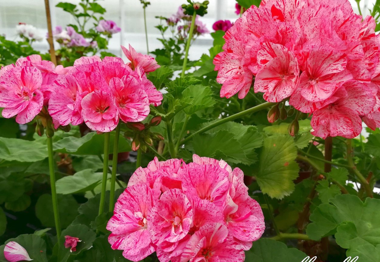 Пеларгония зональная Survivor Idols Pink Batik