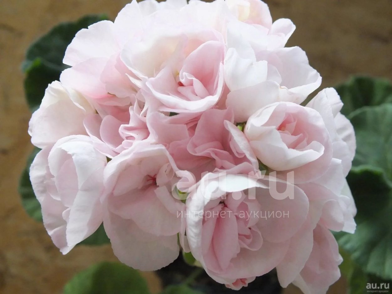 Леди Мавис Пилкингтон