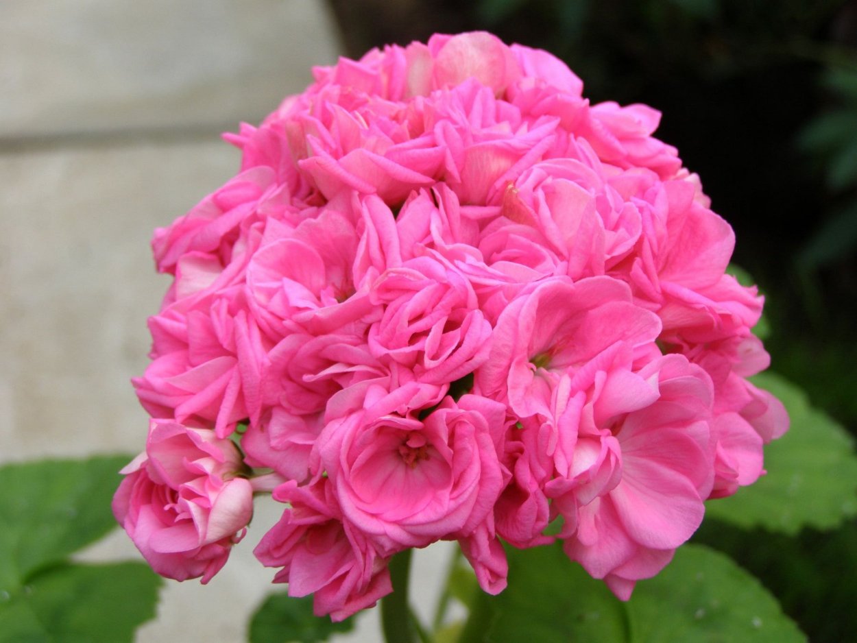 Пеларгония герань Saxdalens Selma