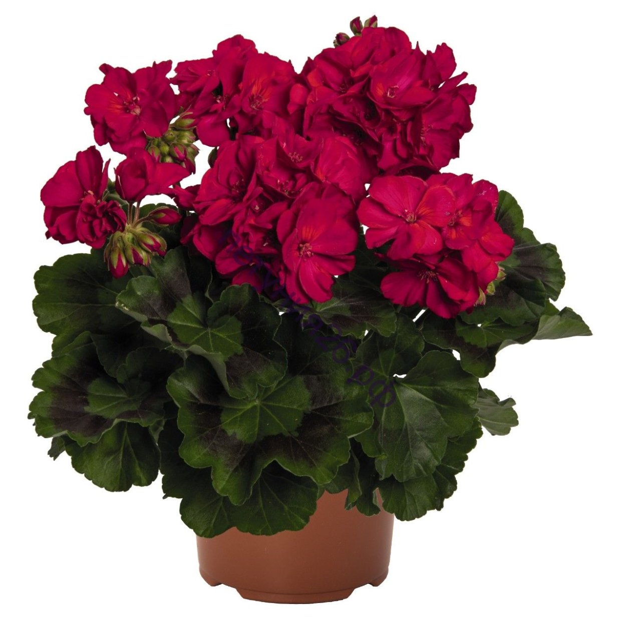 Пеларгония Сурвивор неон Виолет зональная