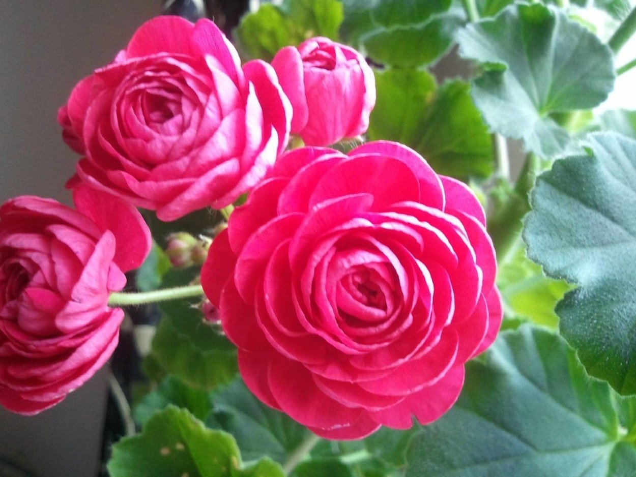 Пеларгония Вива Розита