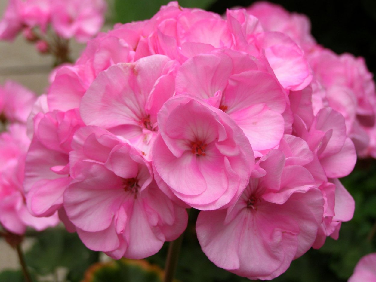 Пеларгония Pac Emilia