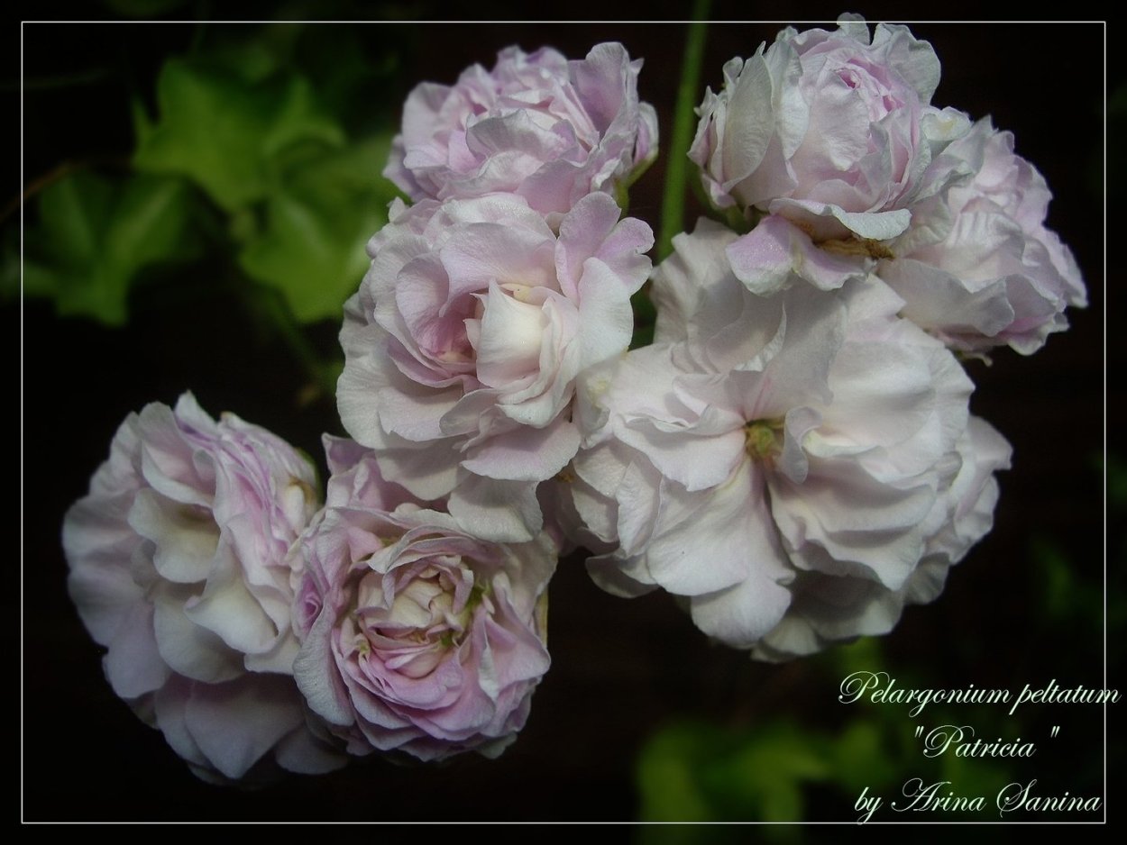 Пеларгония Патриция плющелистная