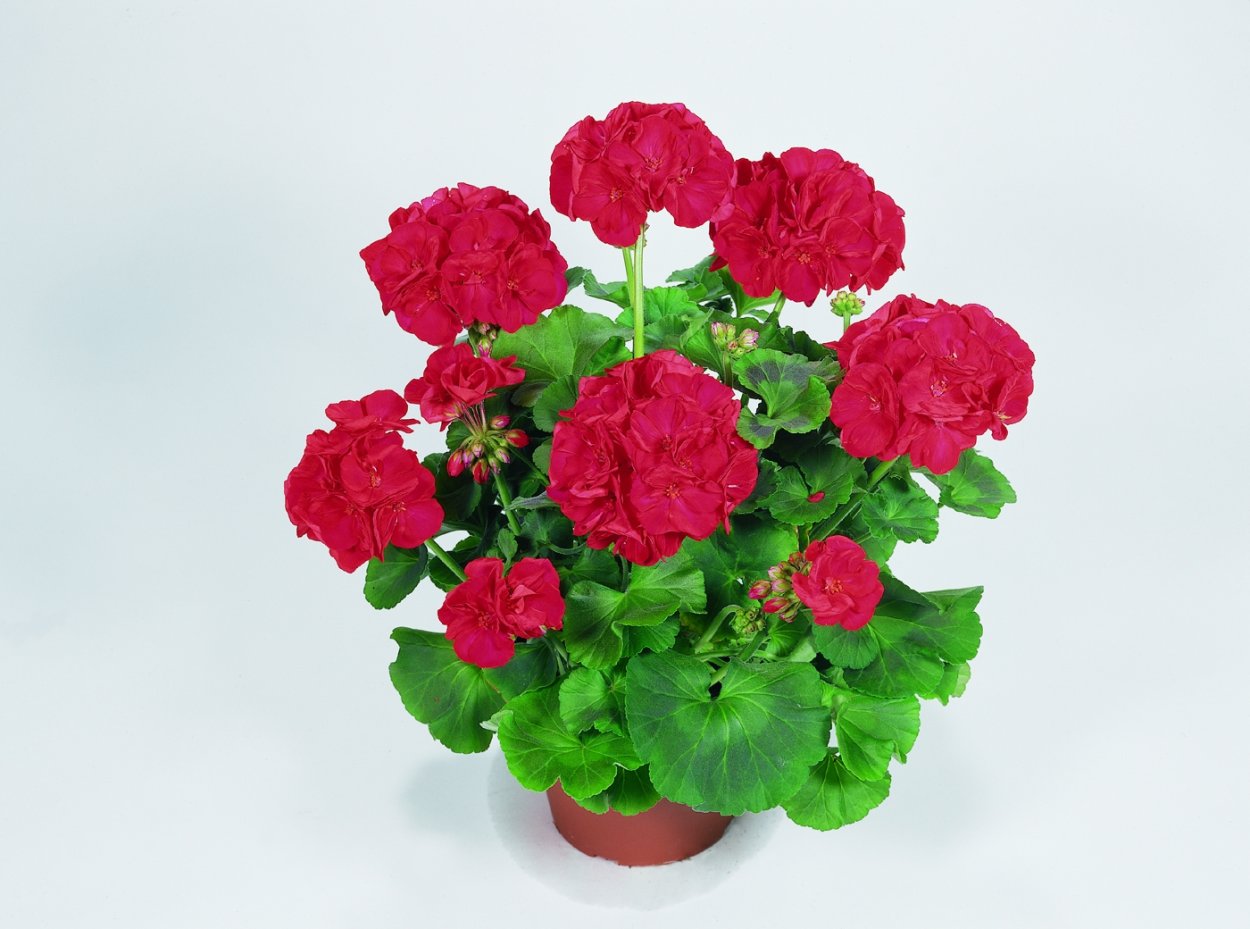 Пеларгония Сурвивор дарк ред