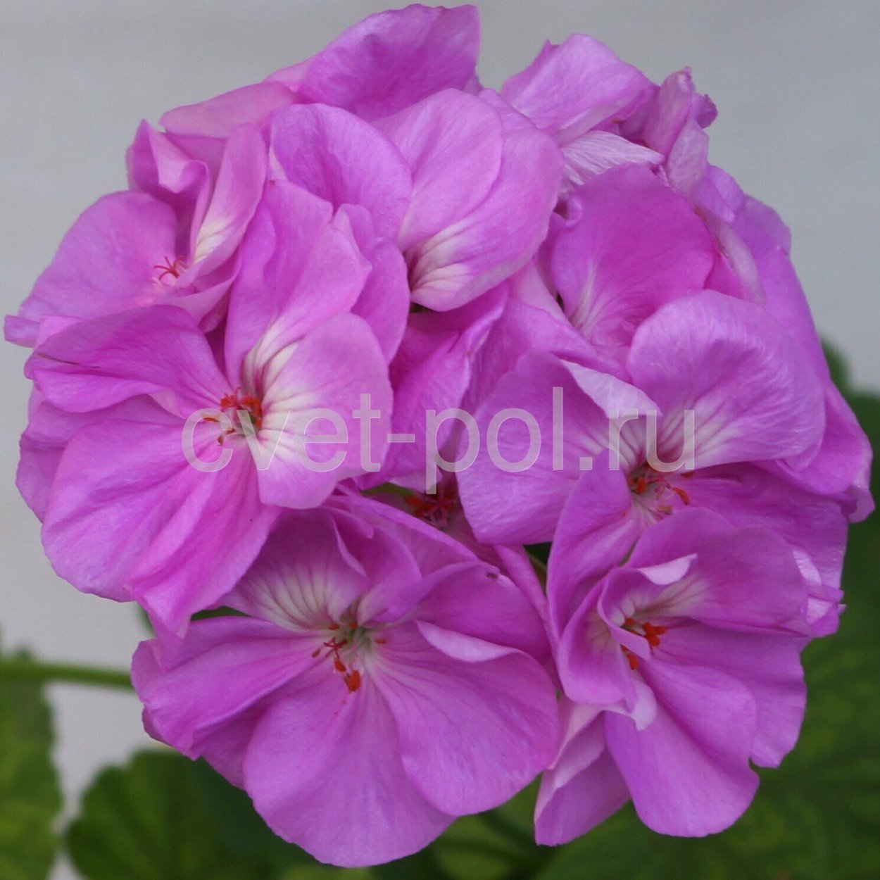 Пеларгония Blue Wonder