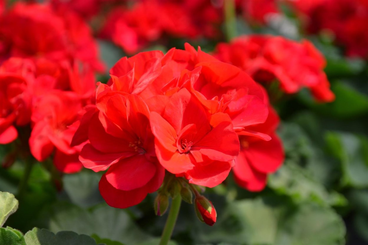 Пеларгония Сурвивор Розалинда