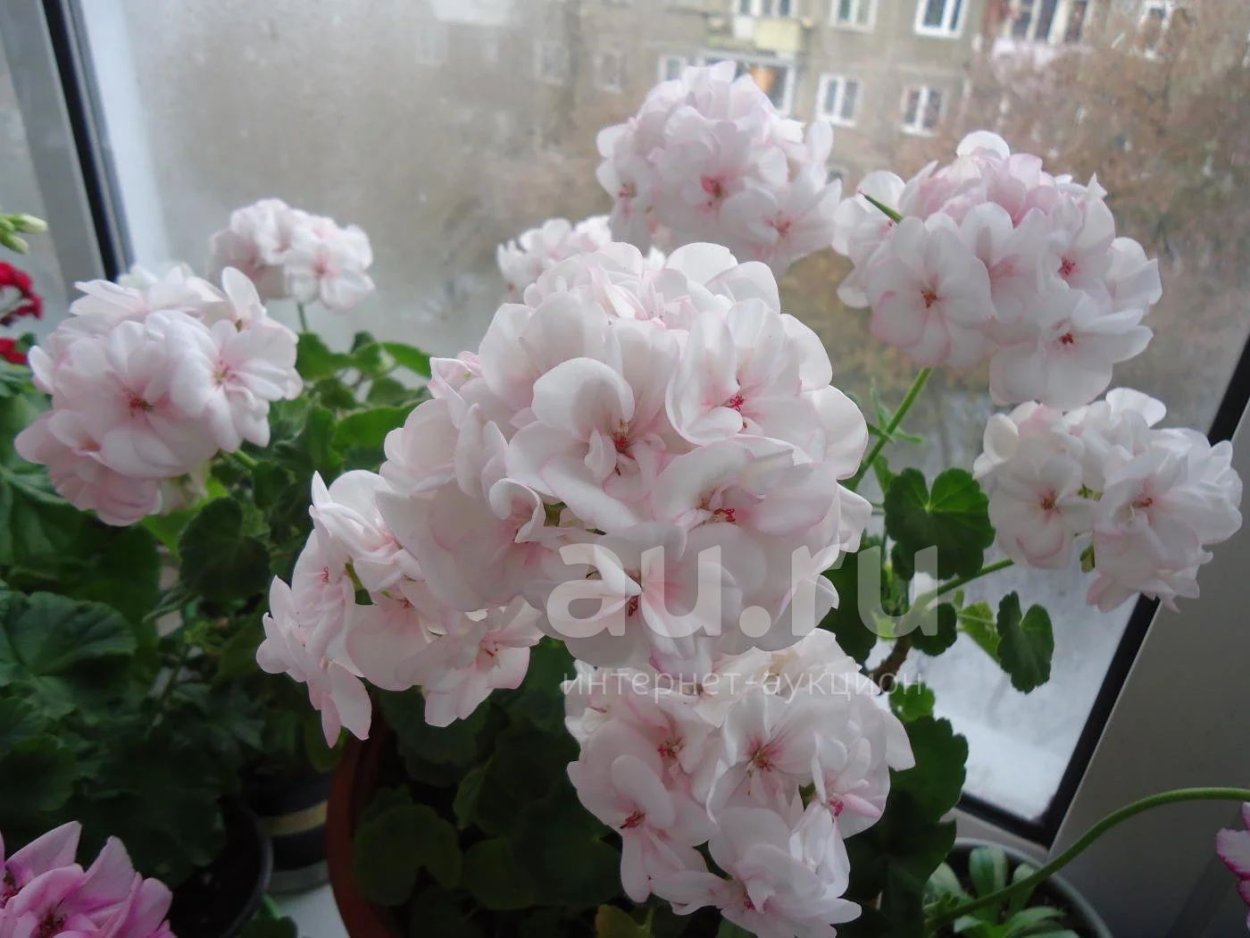 Пеларгония Edwards Tamara