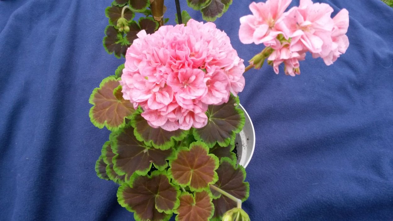 Герань Odensjo Tintomara