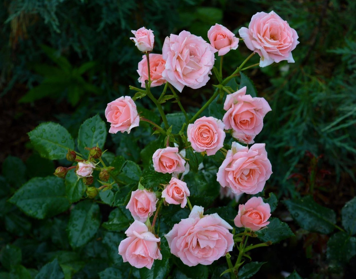 Роза Классик Лидия