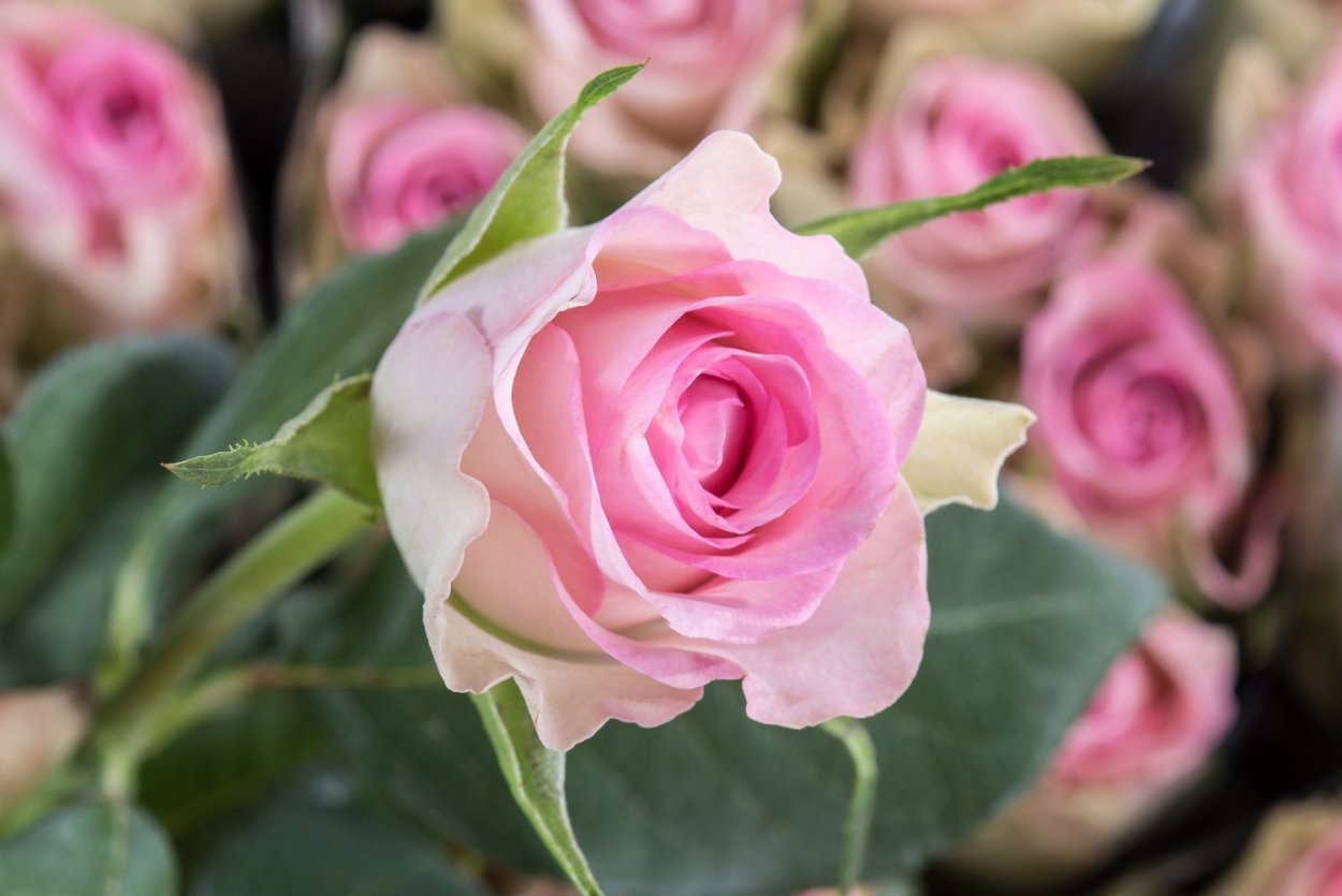 Роза Лавли Хартс