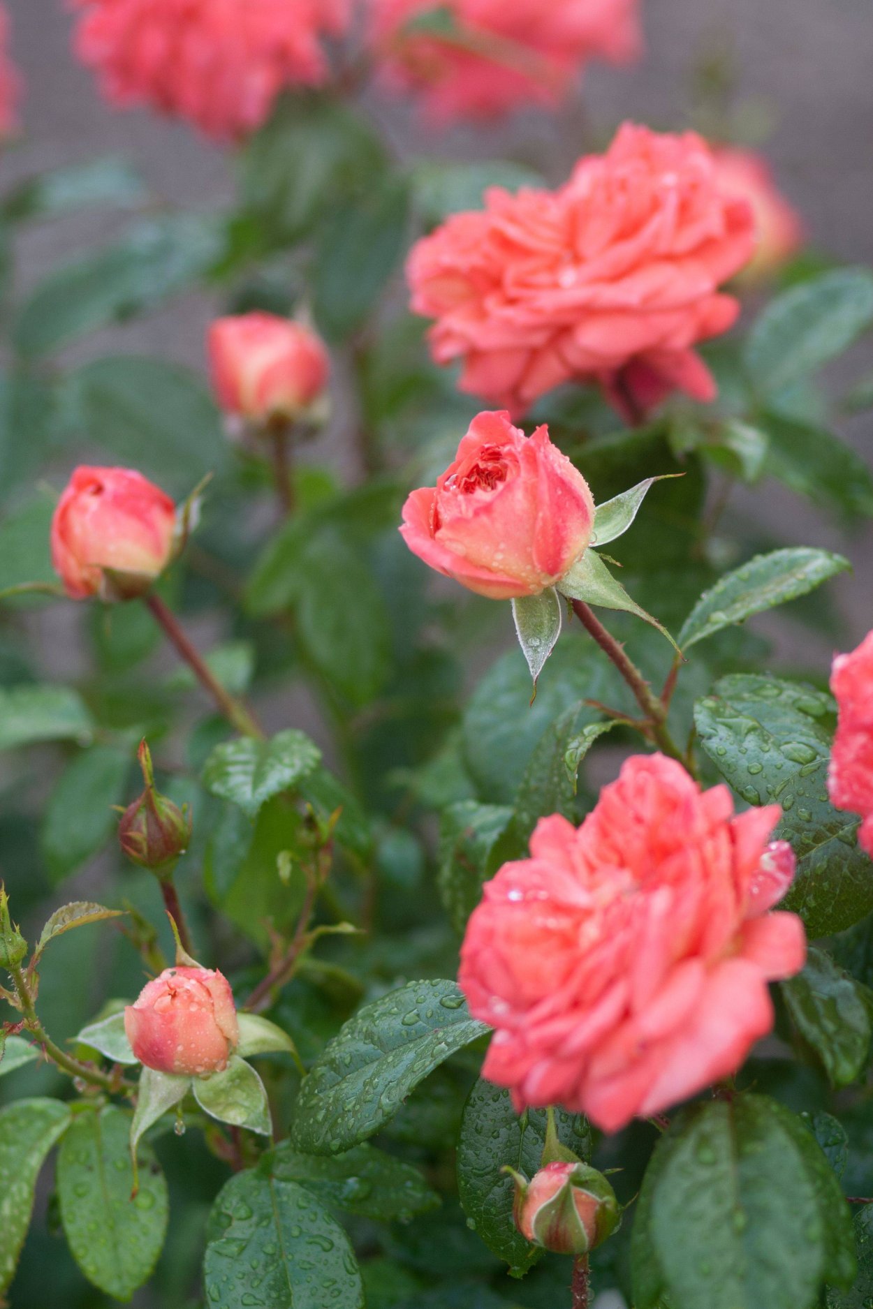 Роза куин оф Хартс