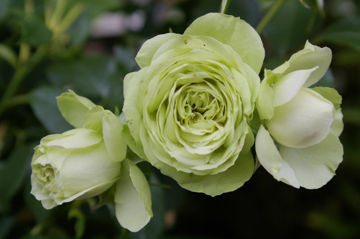 Роза Лавли Грин