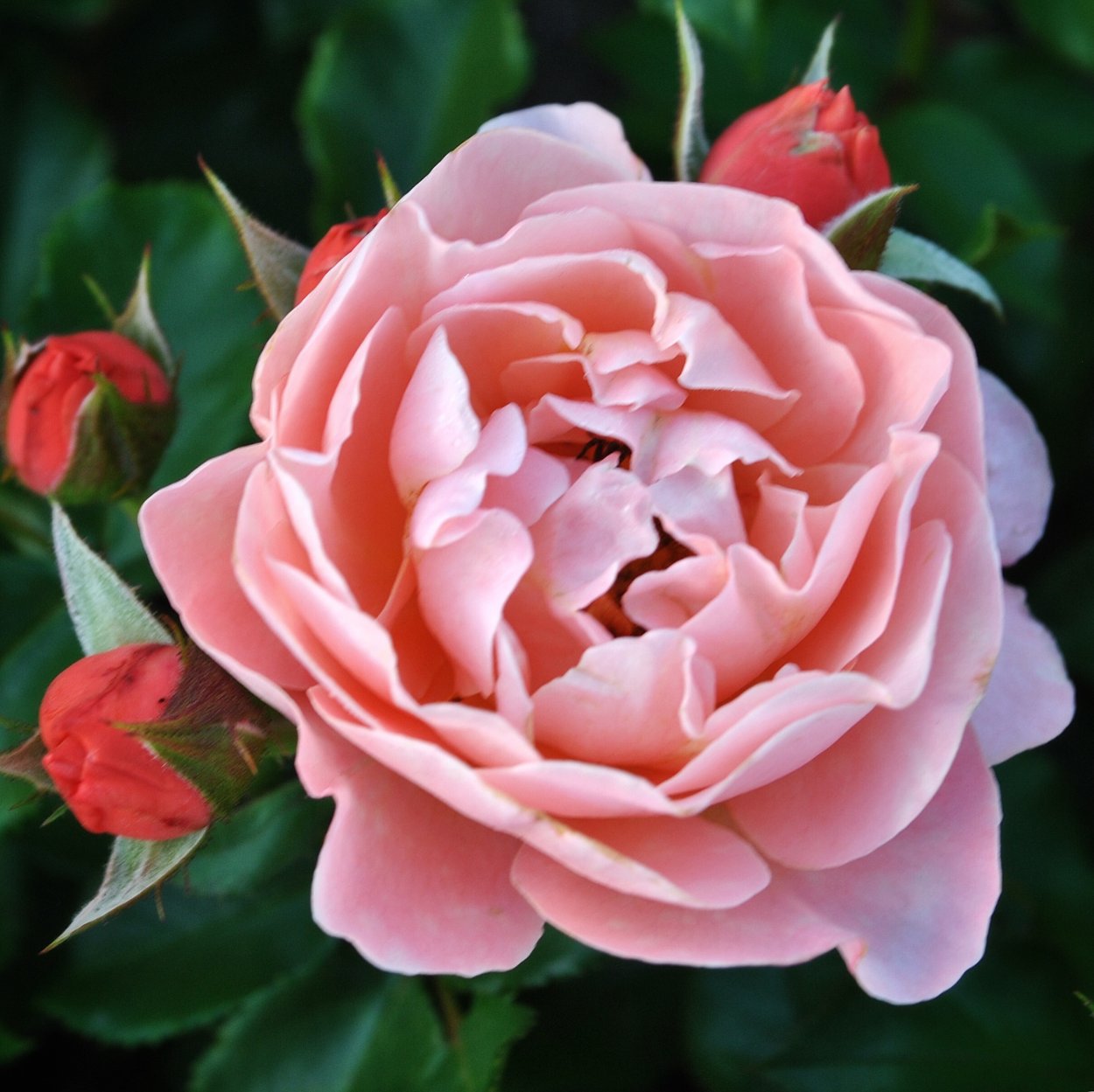 Флорибунда / куин оф Хартс