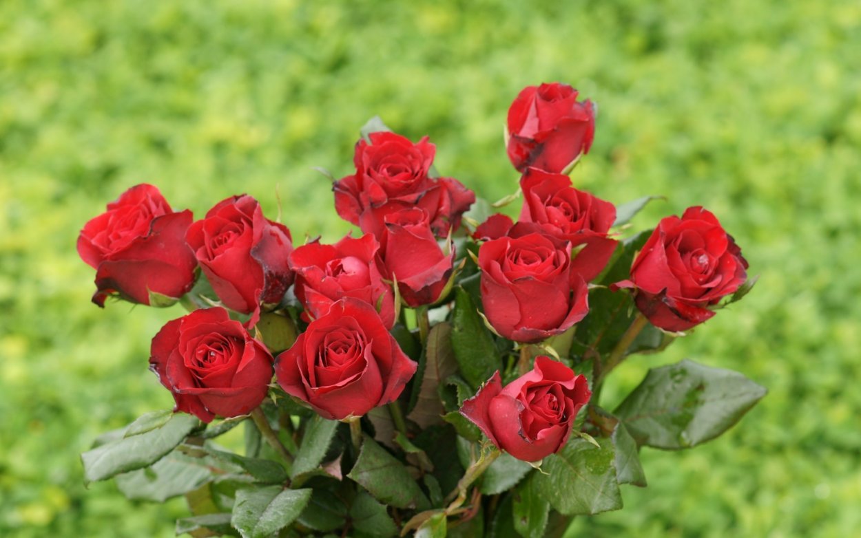 Роза ред Санрайз