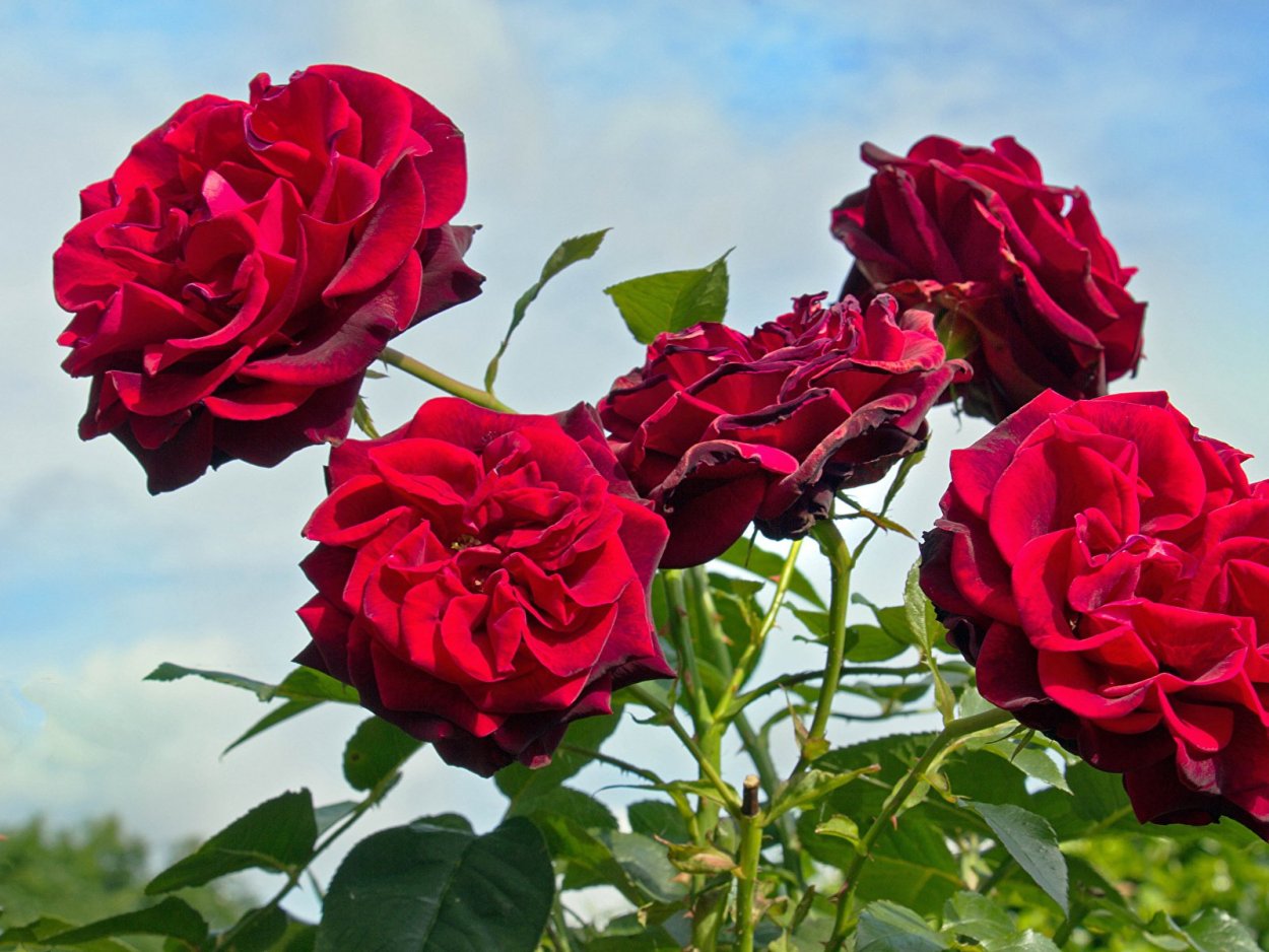 Роза Теодор Фонтейн