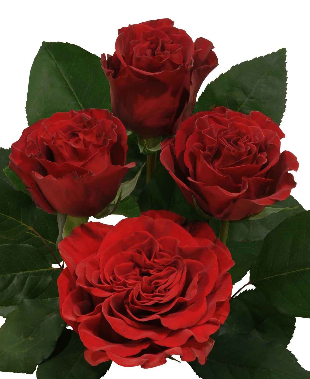 Роза Хартс букет