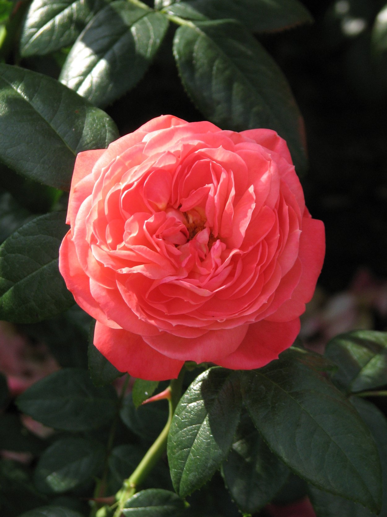 Роза куин оф Хартс