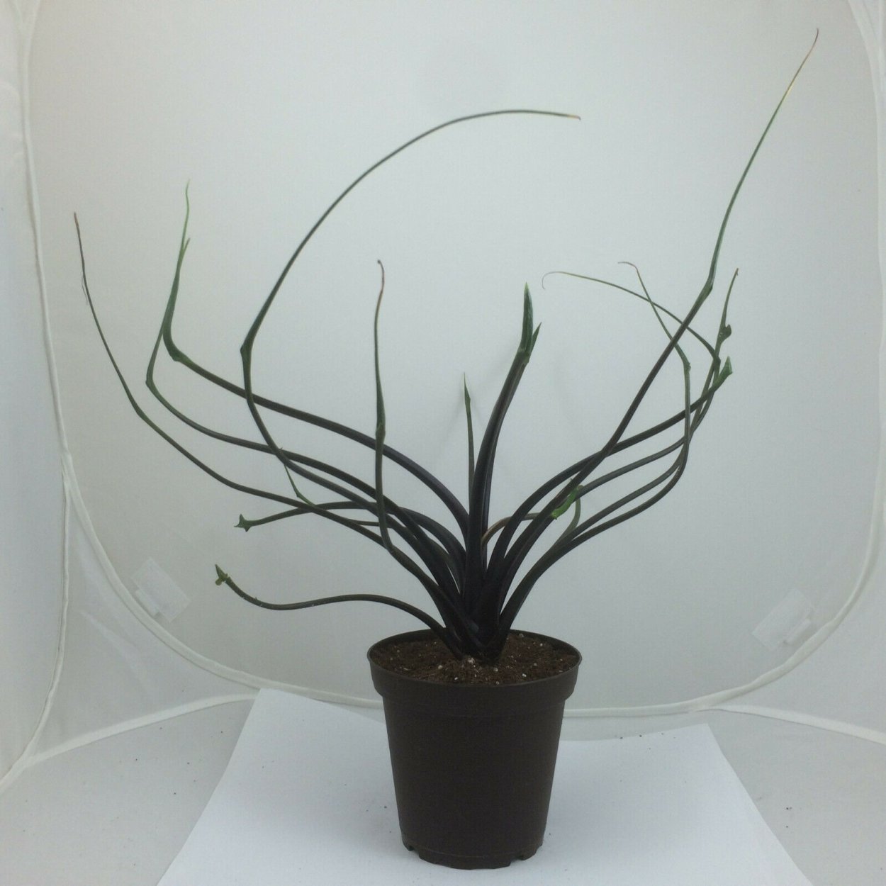 Алоказия plumbea Flying