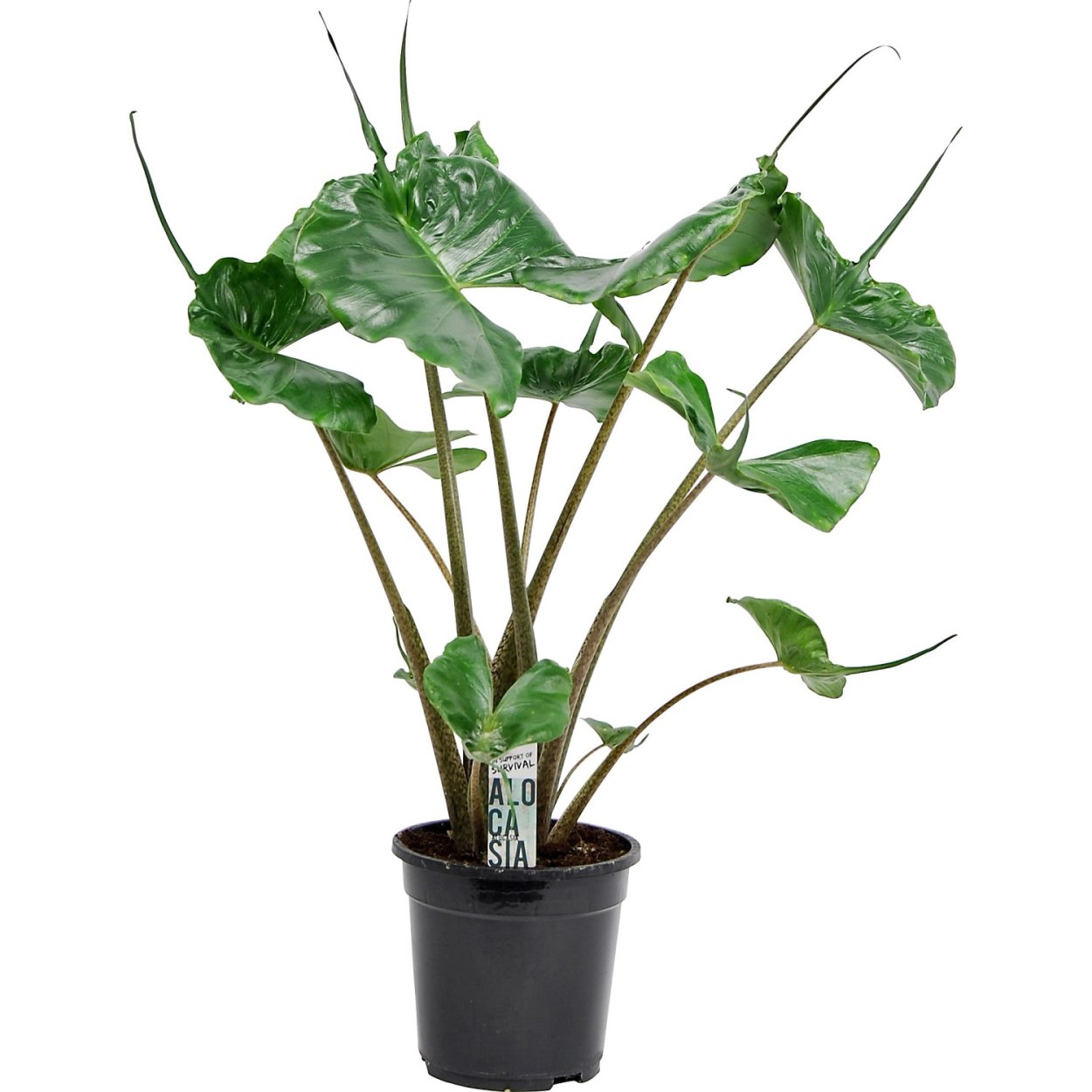 Алоказия макрориза