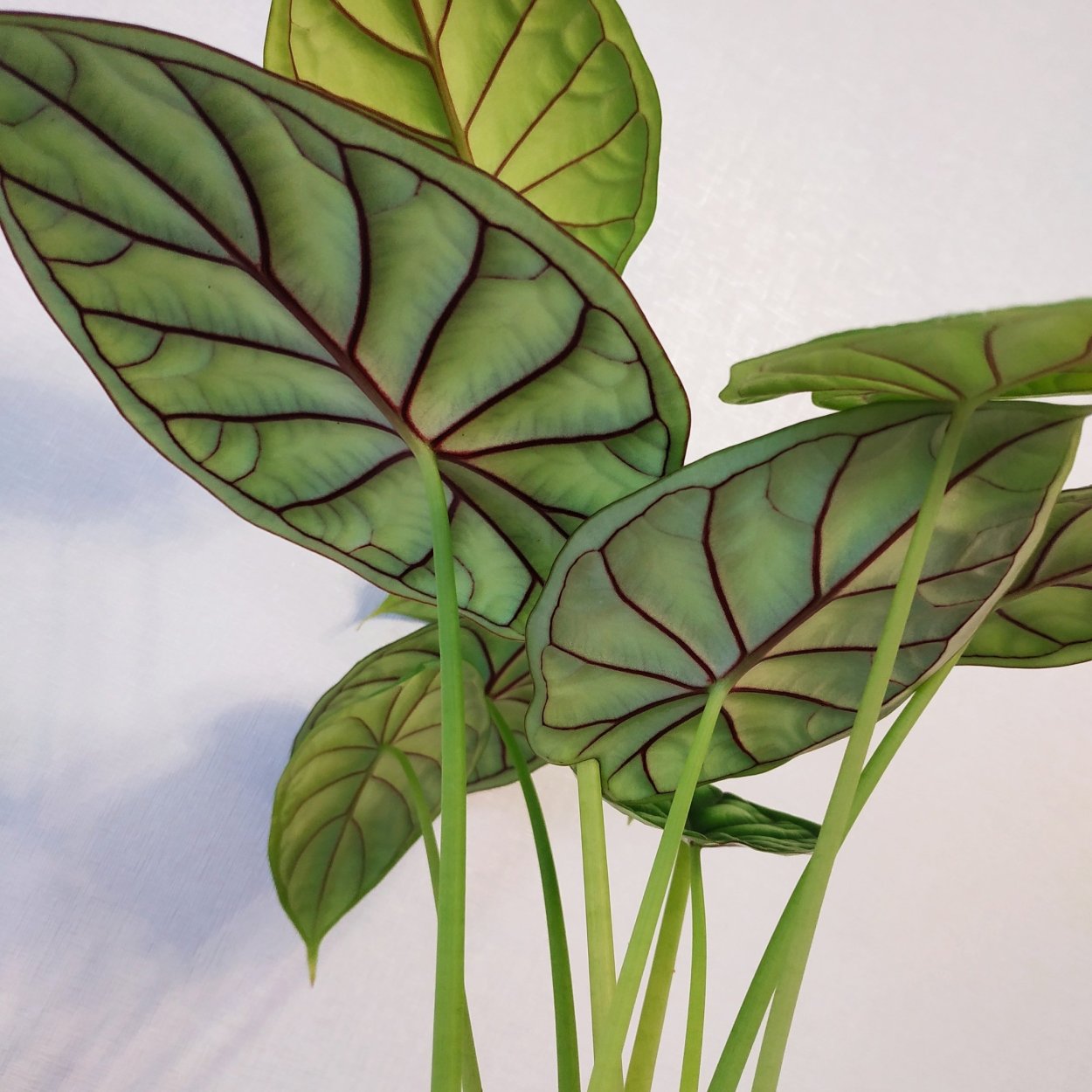 Алоказия Гриншилдс