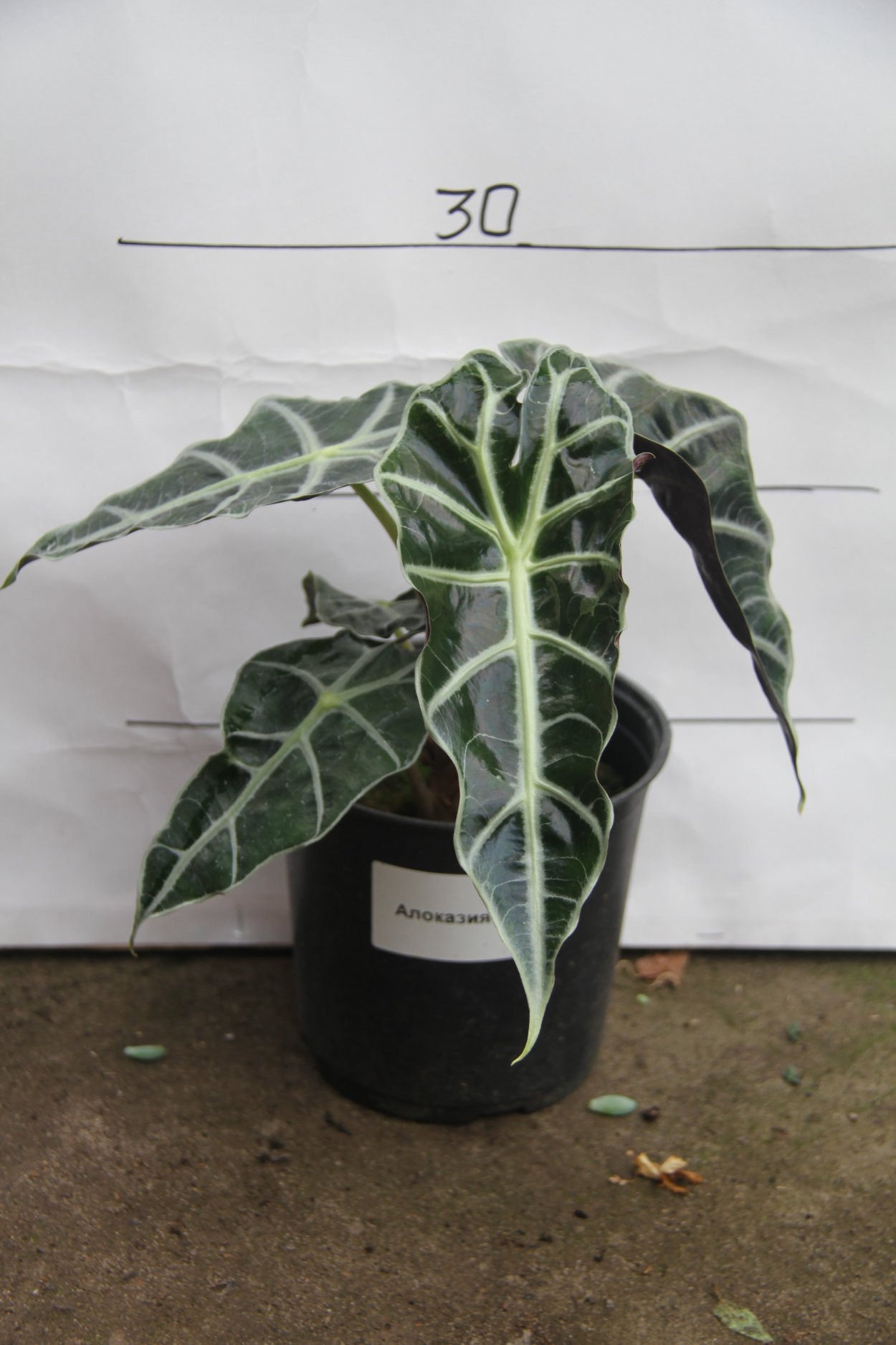 Алоказия Керли Бамбино