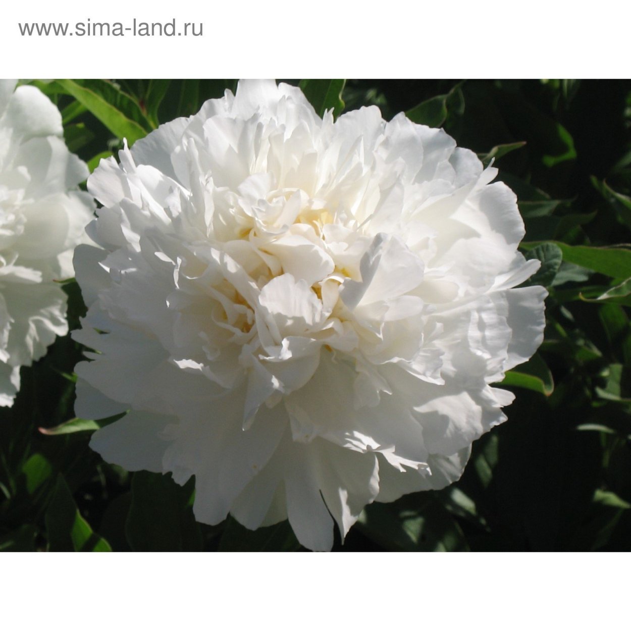 Сорта белых пион Bingqing