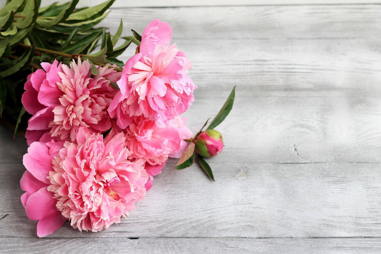 Цветок "пион"