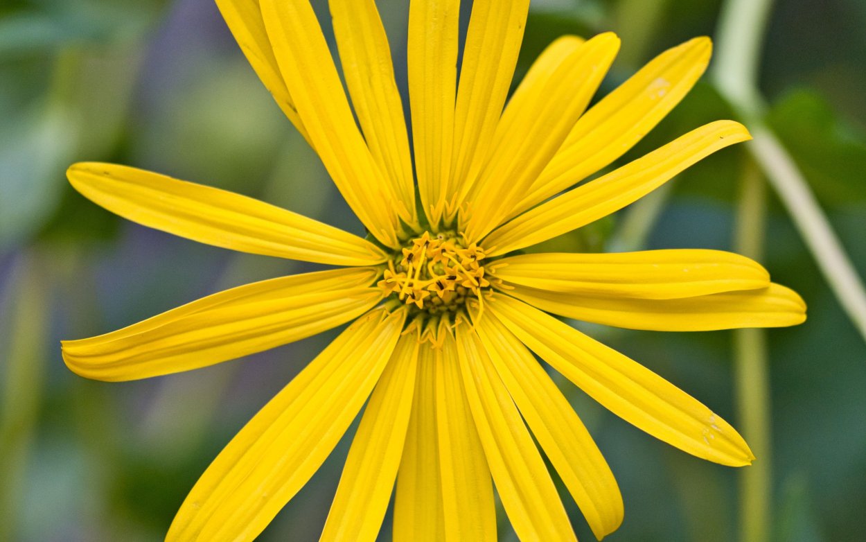 Картинки на рабочий стол осень цветы астры