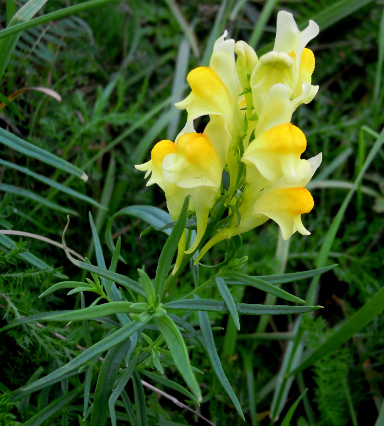 Льнянка обыкновенная (Linaria vulgaris Mill.).