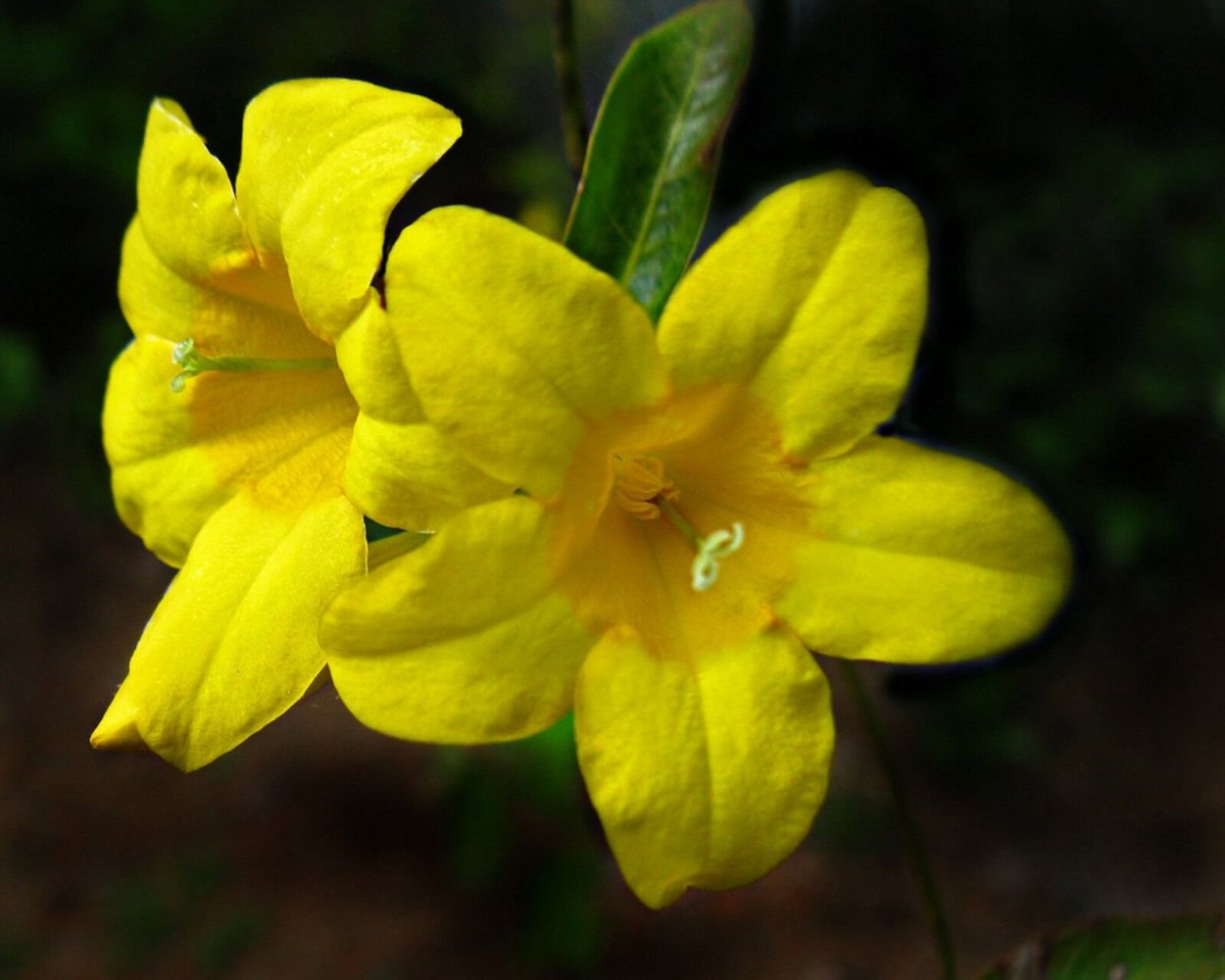 Жасмин цветок желтый