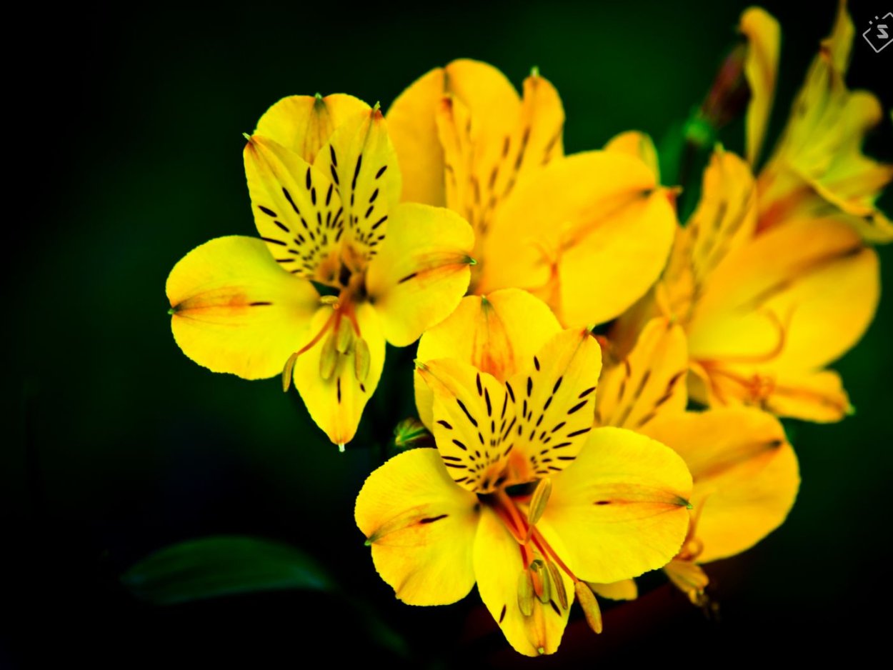 Ядовитый желтый цветок