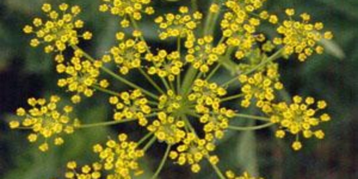 Ядовитые желтые цветы